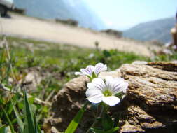 Слика од Acanthophyllum cerastioides (D. Don) Madhani & Zarre