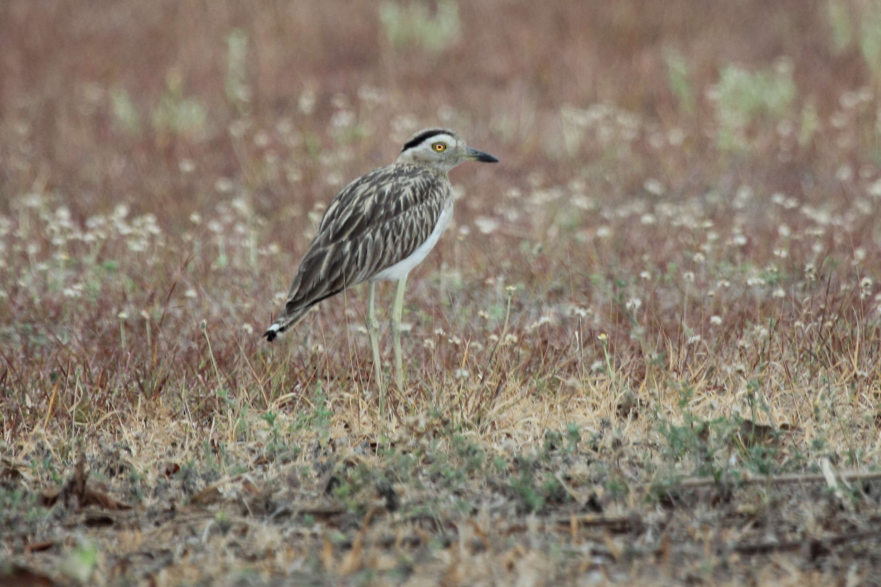 Image of Double-striped Thick-knee