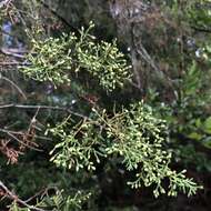 Image of Santa Cruz Cypress