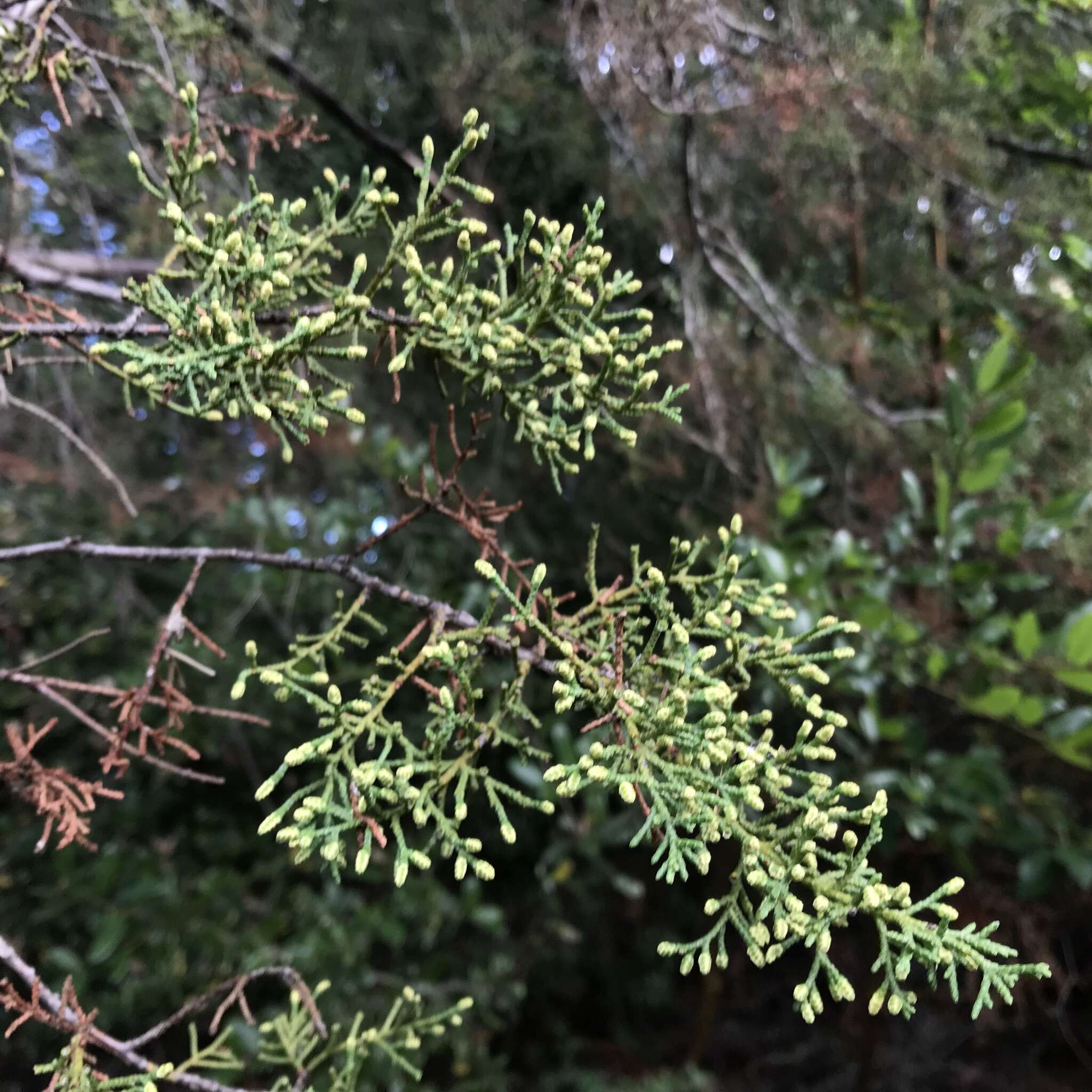 Cupressus goveniana var. abramsiana (C. B. Wolf) Little resmi