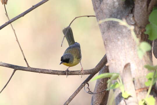 Image of Gray-crowned Yellowthroat