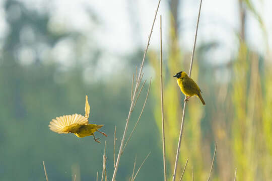 Image of Bertram's Weaver