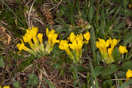 Image of Androsace vitaliana subsp. lepontina (Chiarugi) C. J. Dixon, Gutermann & Schneew.