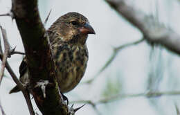 Image of Small Ground Finch