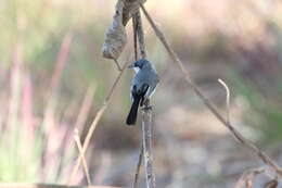 Image of White-lored Gnatcatcher