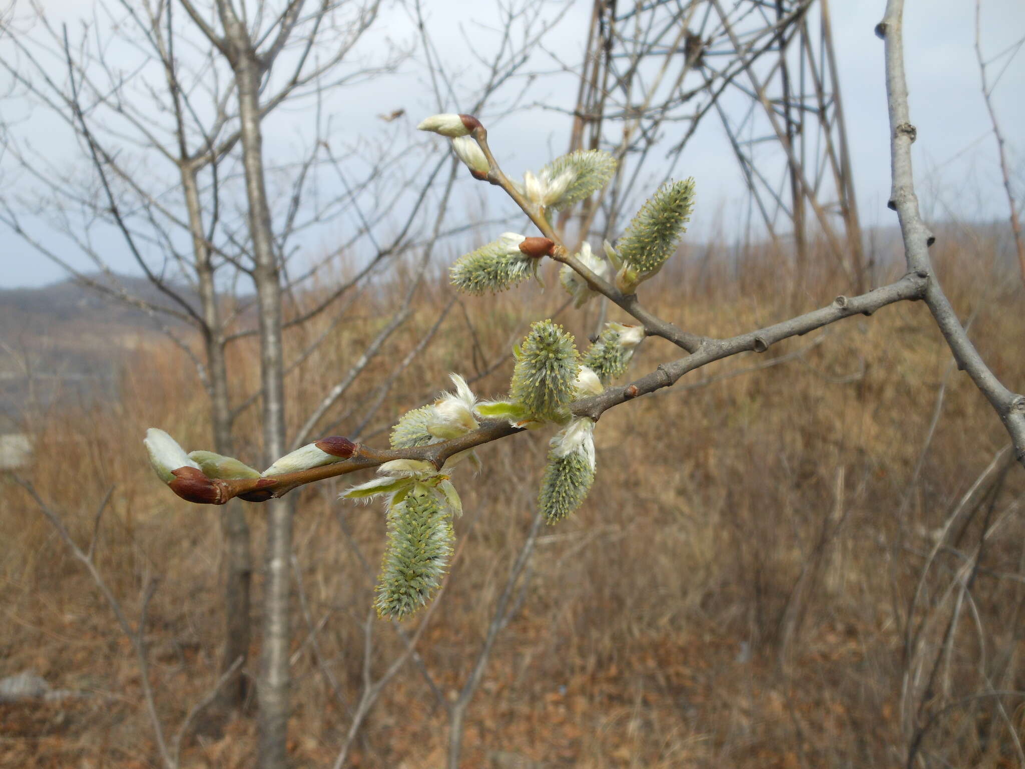 Image of Salix taraikensis Kimura