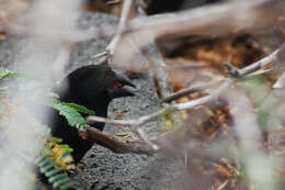 Image of Large Ground Finch