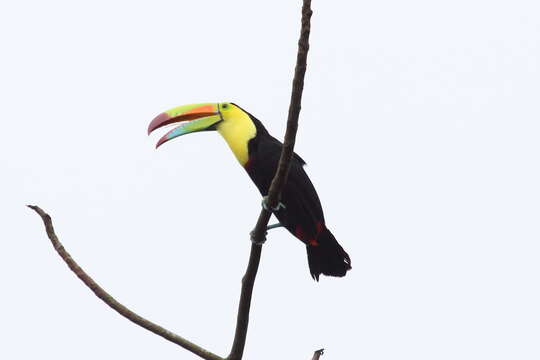 Image of Keel-billed Toucan