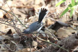 Image of White-lored Gnatcatcher