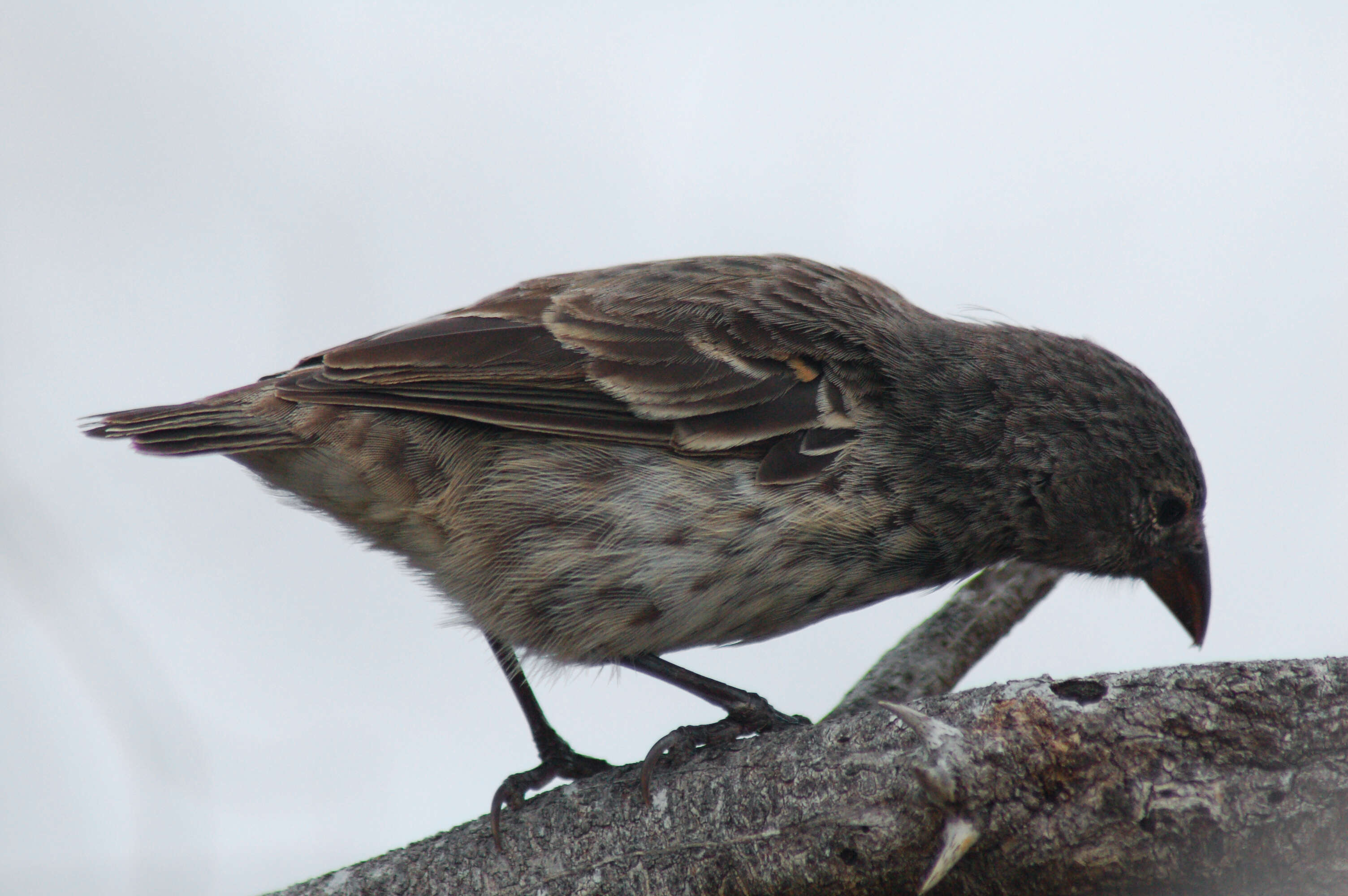 Image of Common Cactus Finch