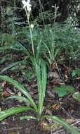 Image of Chlorophytum bowkeri Baker