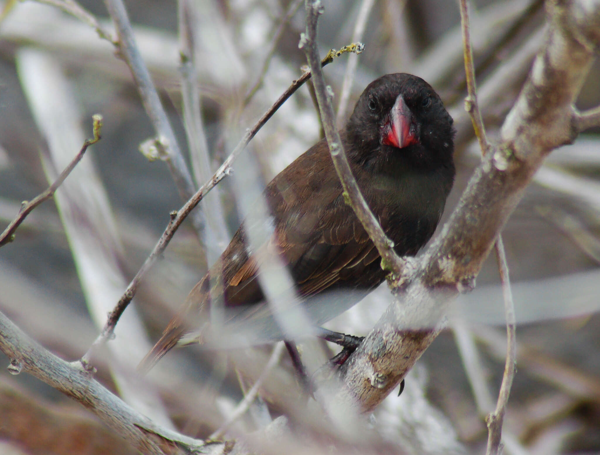 Image of Espanola Cactus Finch