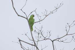 Imagem de Amazona autumnalis (Linnaeus 1758)