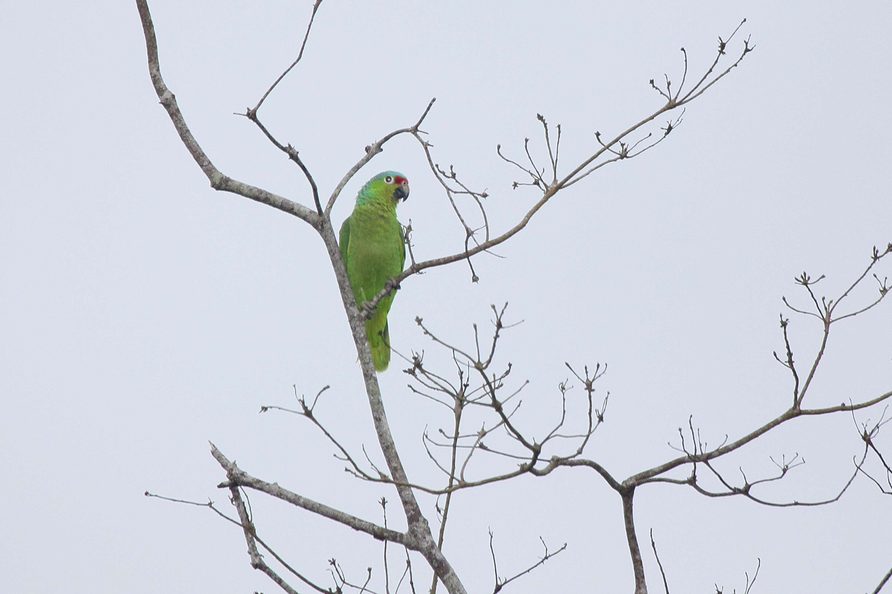 Imagem de Amazona autumnalis (Linnaeus 1758)