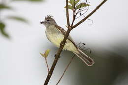 Elaenia flavogaster (Thunberg 1822) resmi