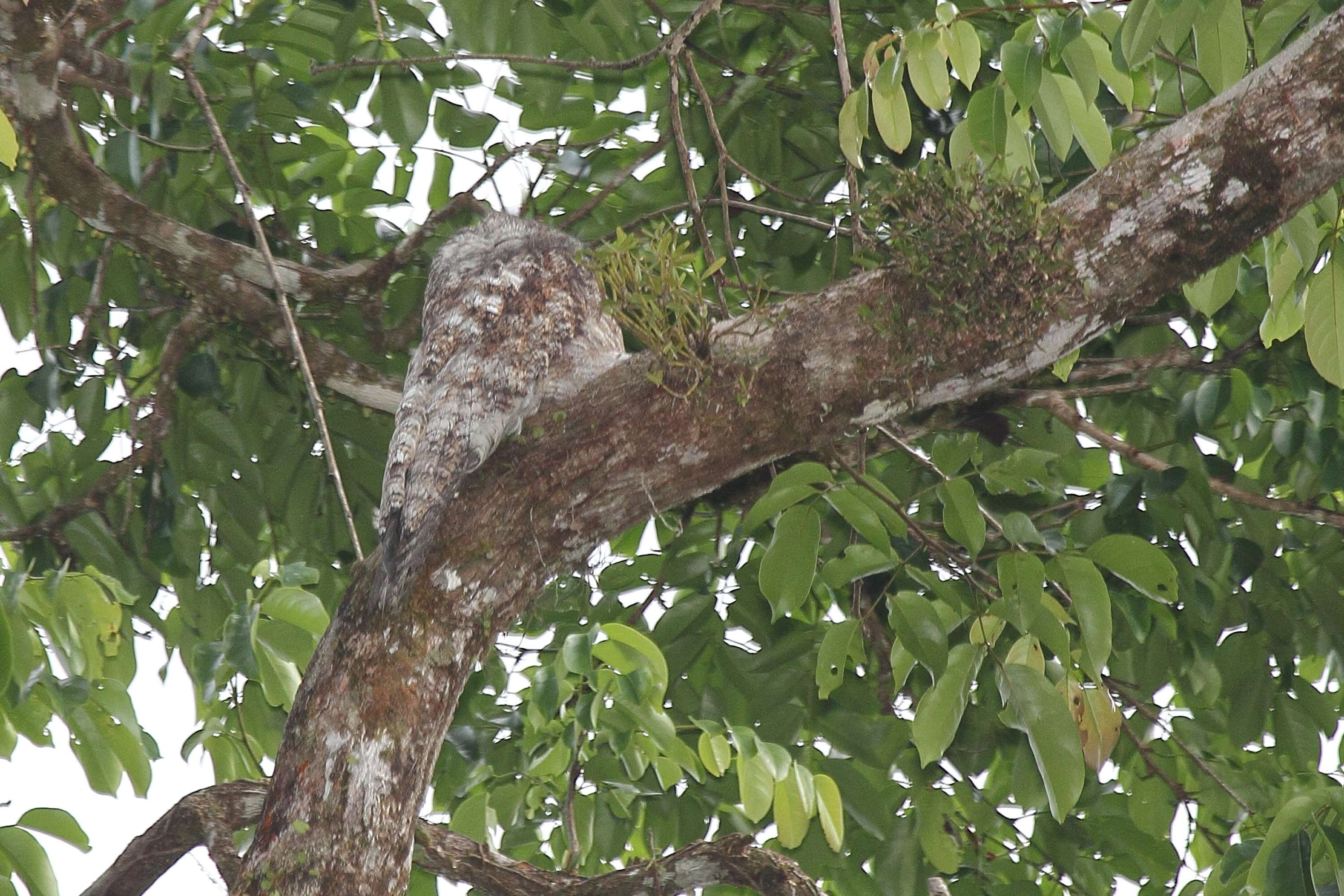 Image of Great Potoo