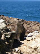 Image of fur seal