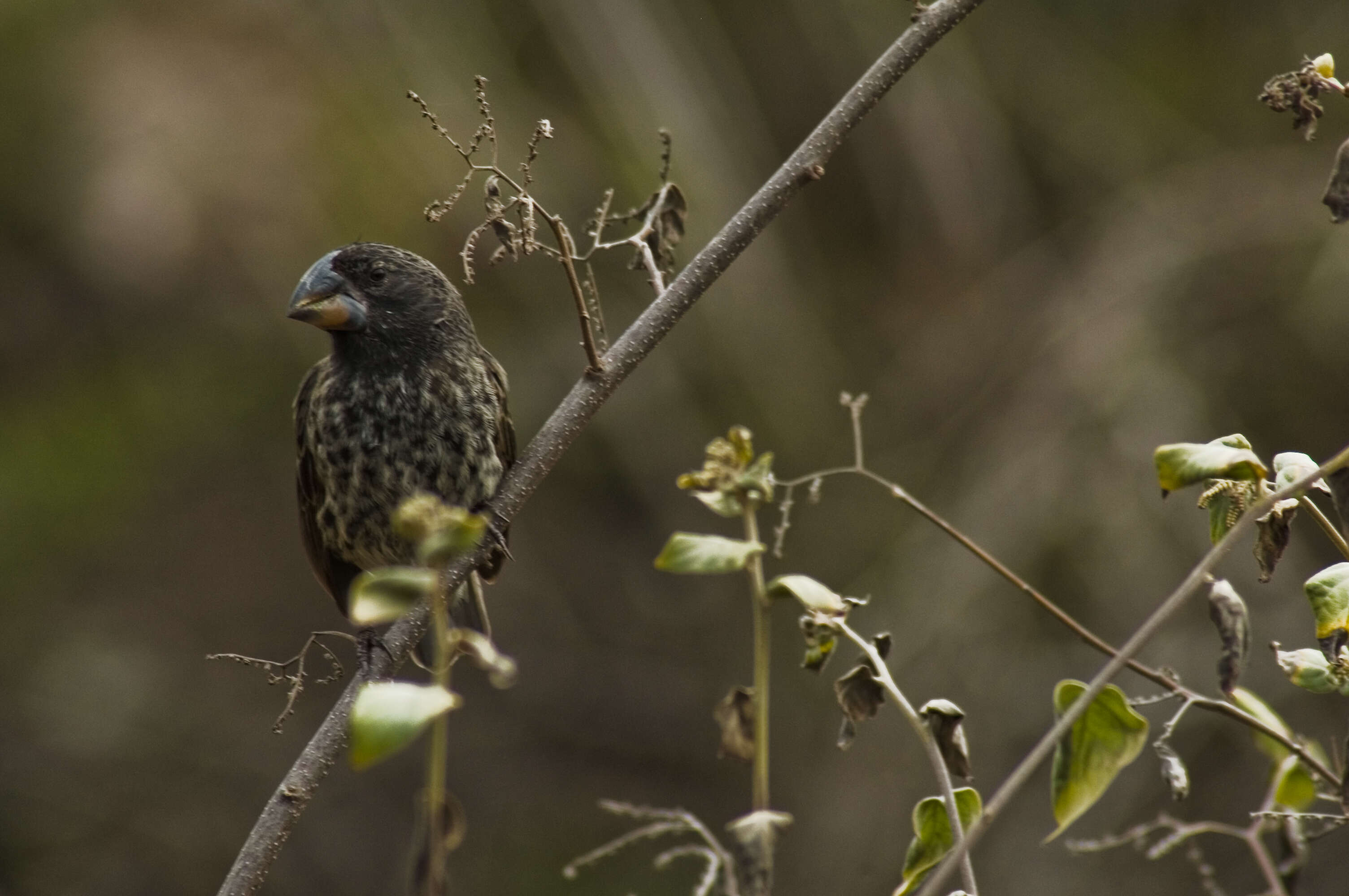 Image of Large Ground Finch