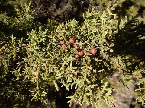 Plancia ëd Juniperus pinchotii Sudw.