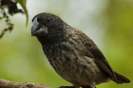 Image of Large Ground Finch