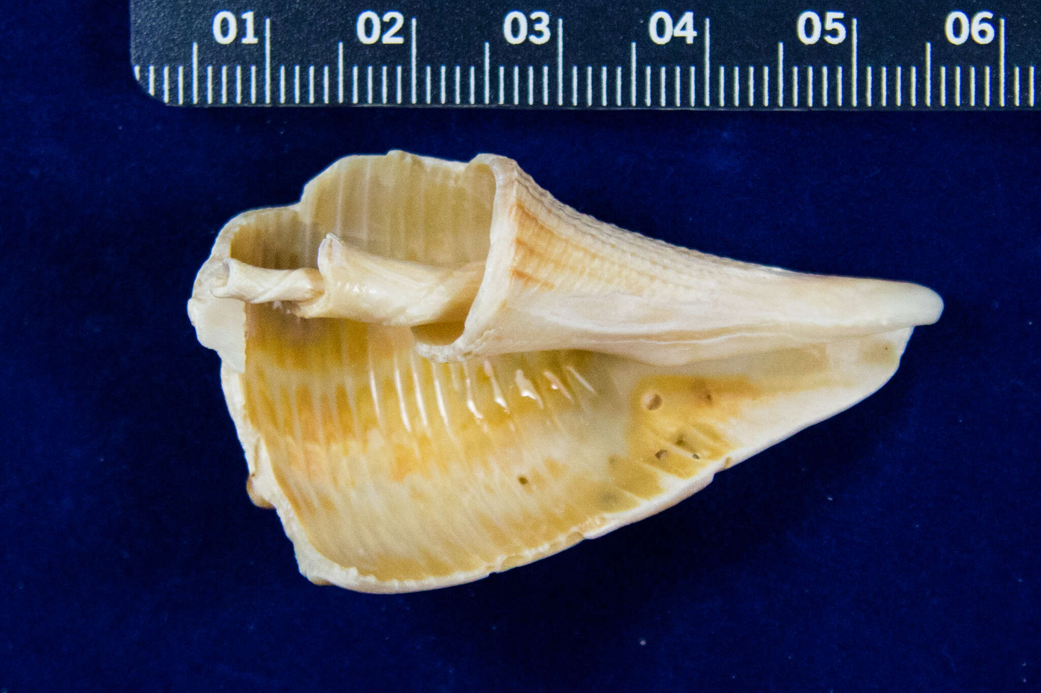 Image de Sinistrofulgur pulleyi (Hollister 1958)