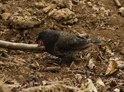 Image of Large Ground Finch