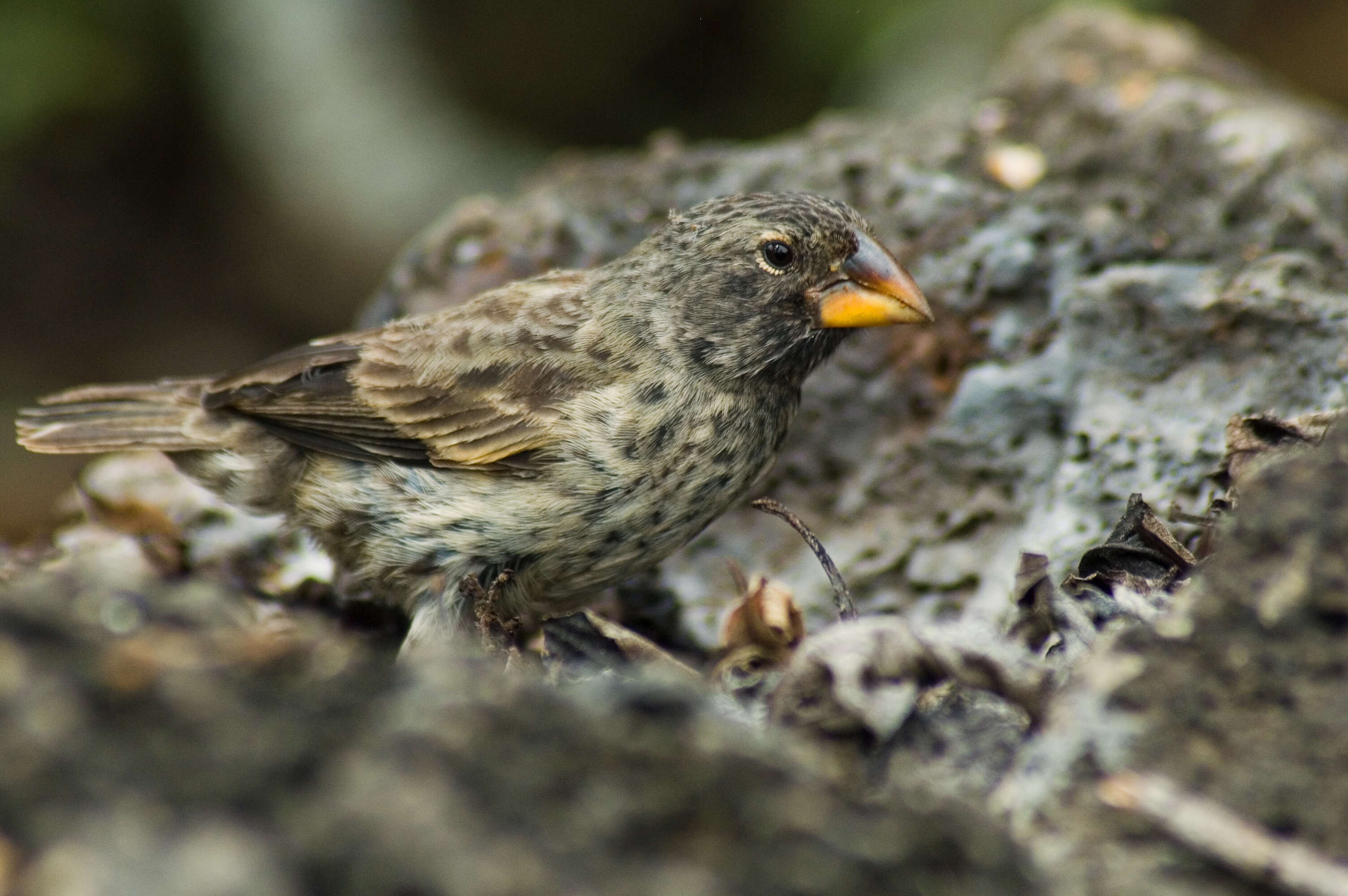 Image of Large Ground Finch