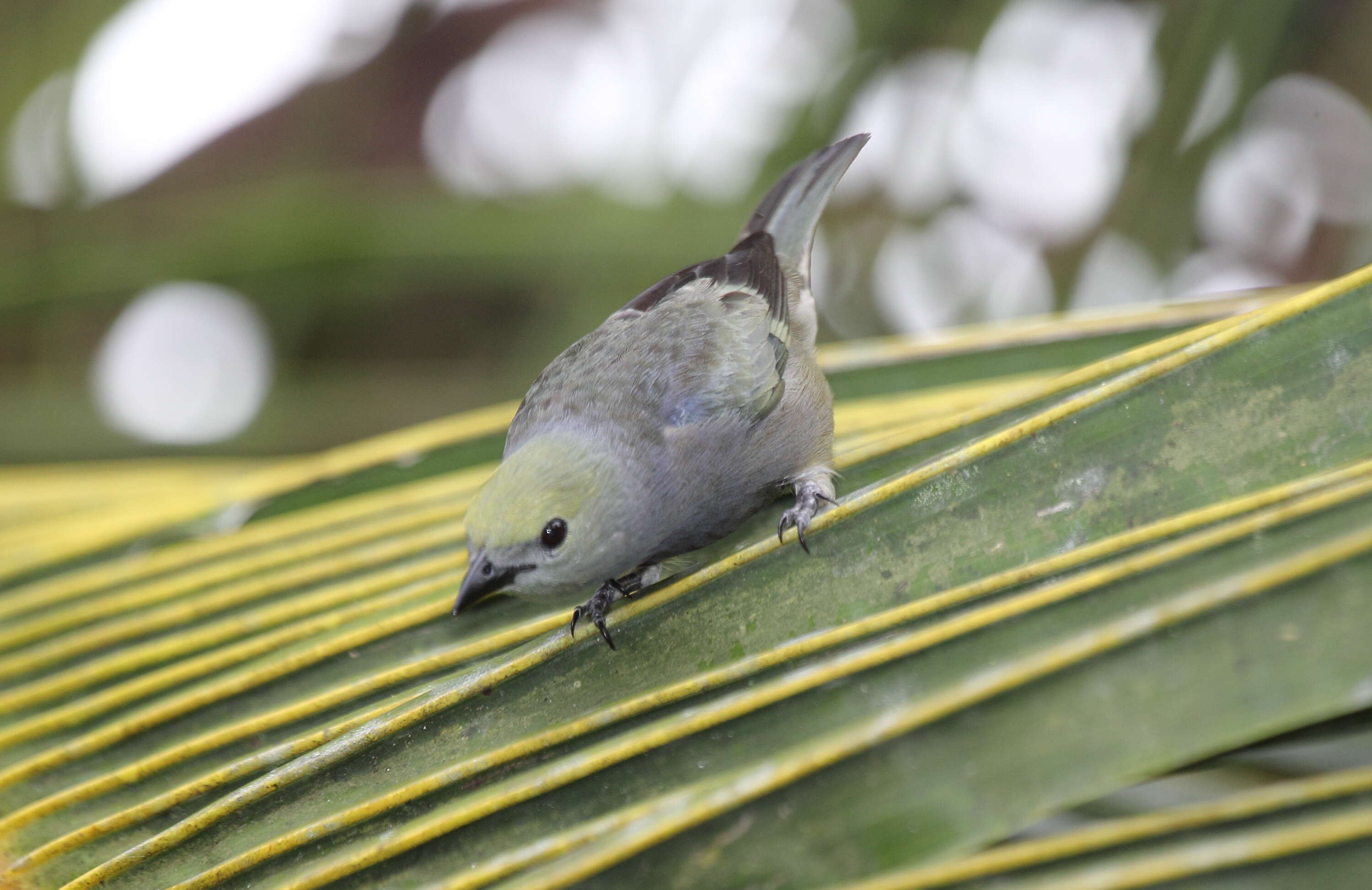 Image of Palm Tanager