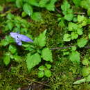 Strobilanthes wallichii Nees resmi