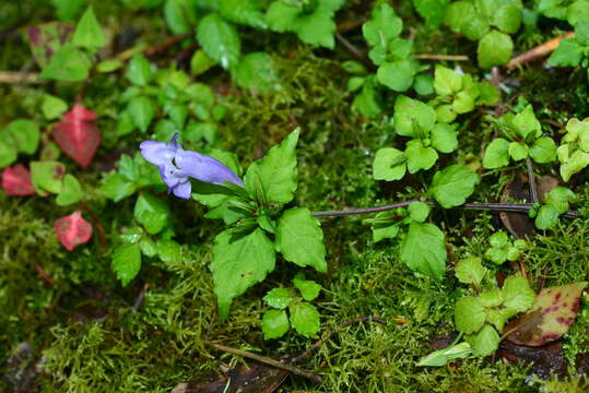 Imagem de Strobilanthes wallichii Nees