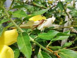 Image of Orchid mantis