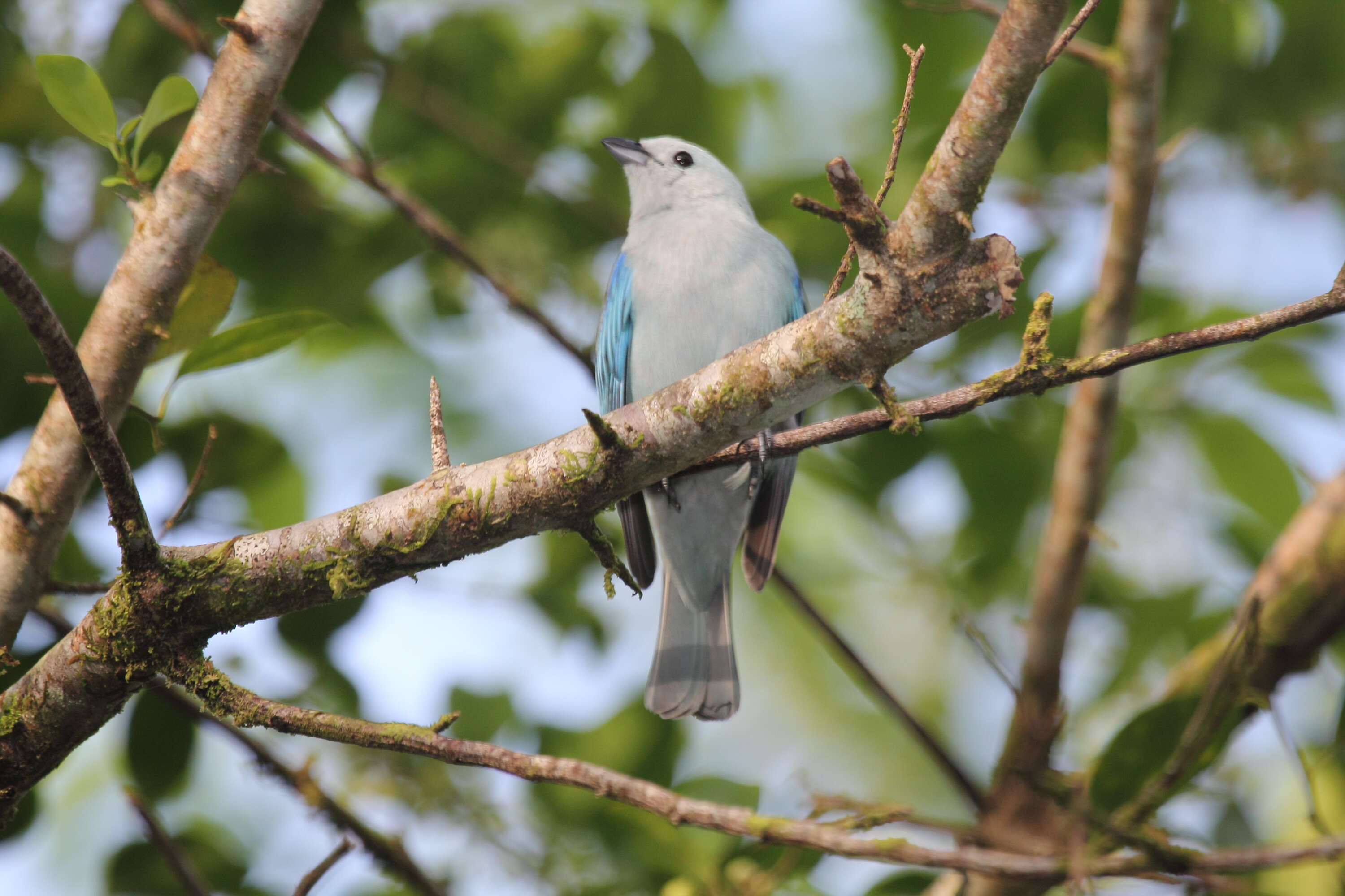 Image of Blue-gray Tanager