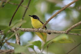 Todirostrum cinereum (Linnaeus 1766) resmi