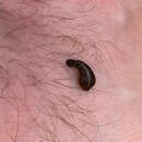 Image of Brown Leech