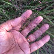 Image de Eragrostis spectabilis (Pursh) Steud.