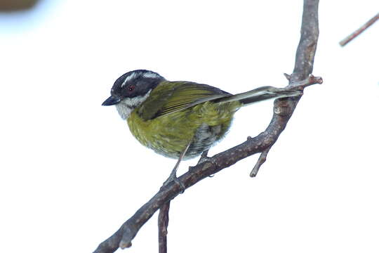 Image of Sooty-capped Bush Tanager