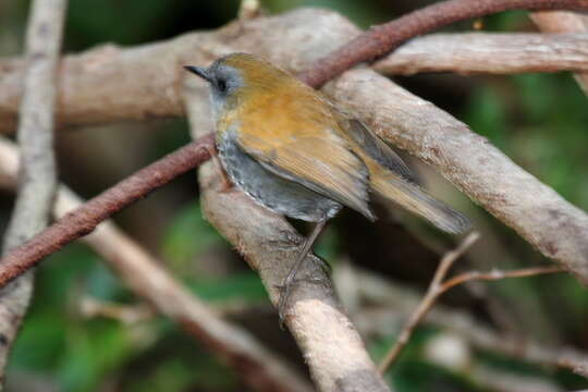 Image of Black-billed Nightingale-Thrush