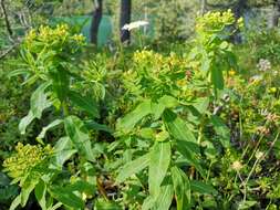 Image of Euphorbia austriaca A. Kern.