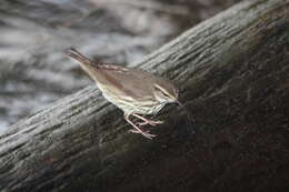 Image of Northern Waterthrush