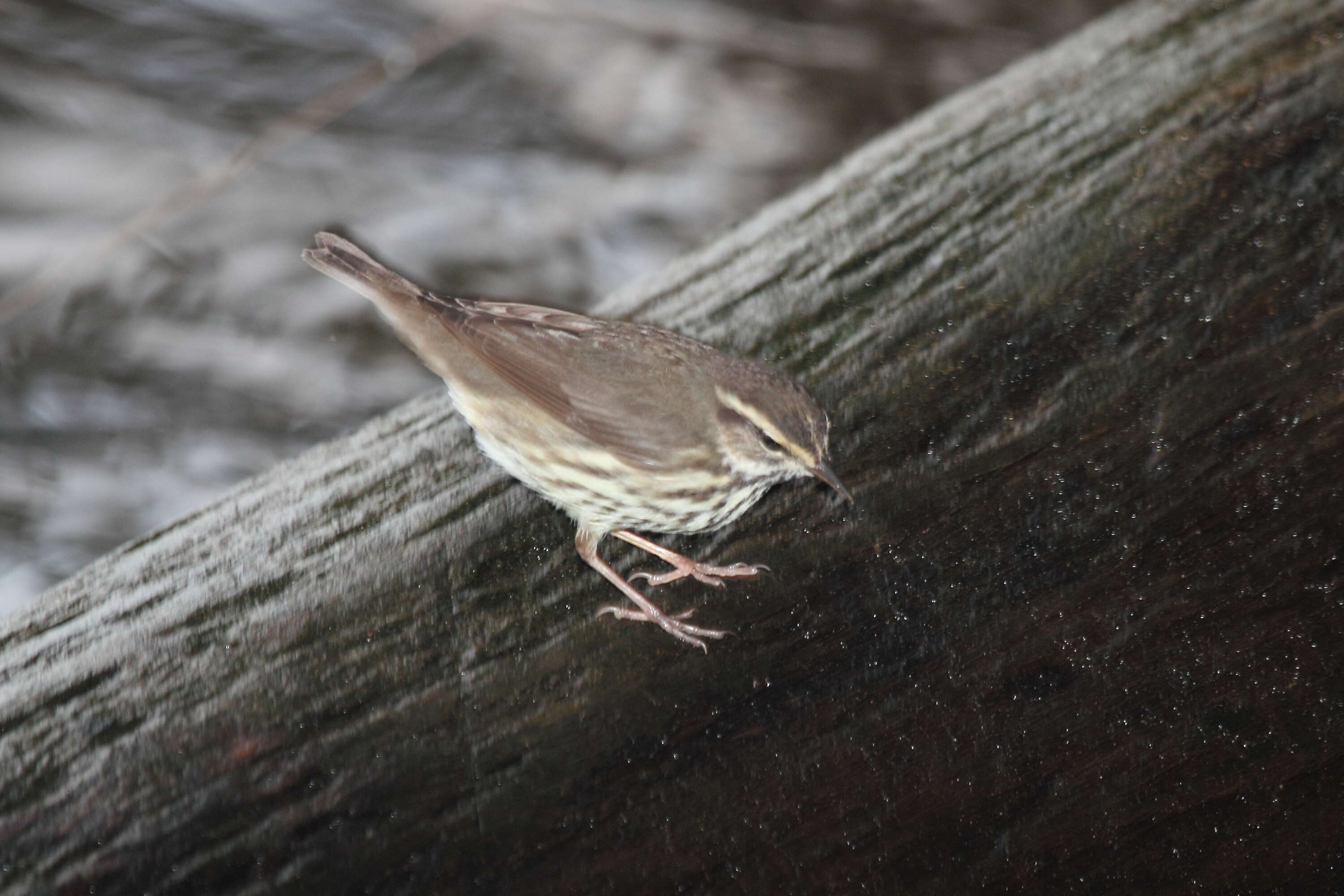 Image of Northern Waterthrush