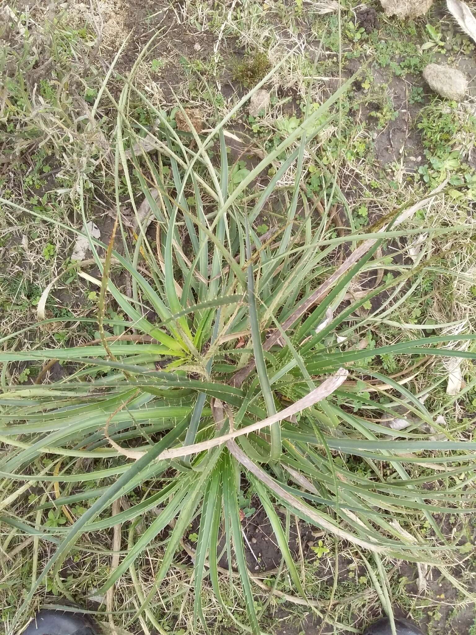 Image of Eryngium horridum Malme