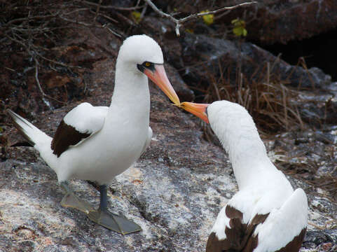 Image of Nazca Booby