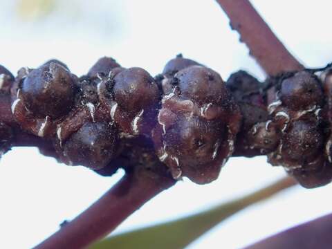 Image of Pink wax scale