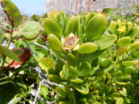 صورة Borrichia arborescens (L.) DC.