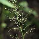 Panicum polyanthes Schult. resmi