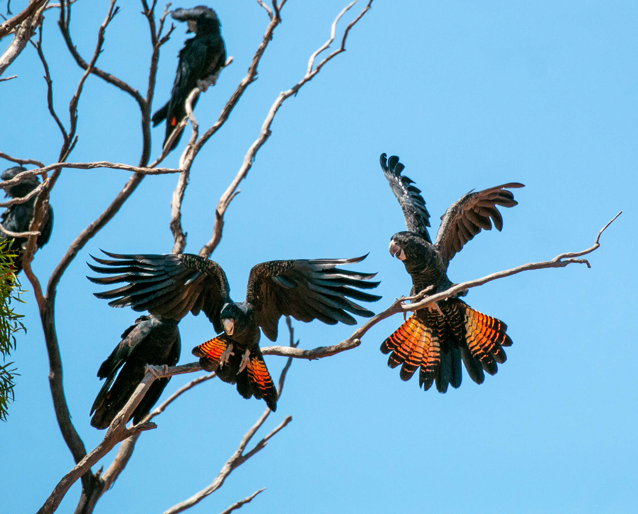 Image of Calyptorhynchus banksii escondidus Ewart, Joseph & Schodde 2020