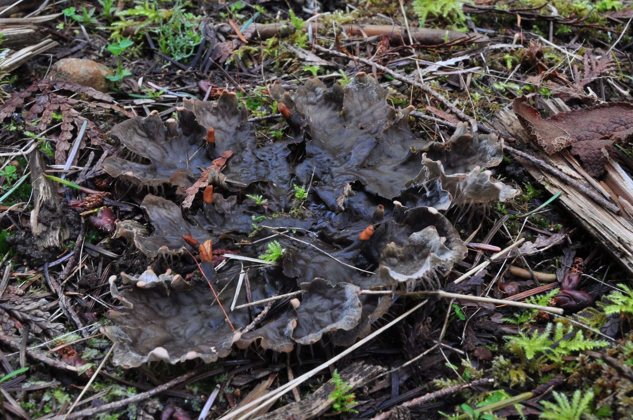 Image of membraneous felt lichen