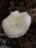 Image of Entoloma peralbidum E. Horak 1973