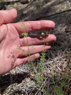 Plancia ëd Galium fendleri A. Gray