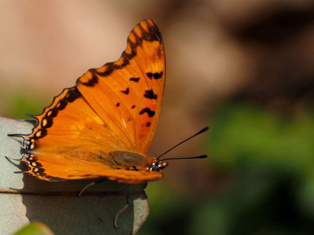 صورة Charaxes jahlusa rex Henning 1978